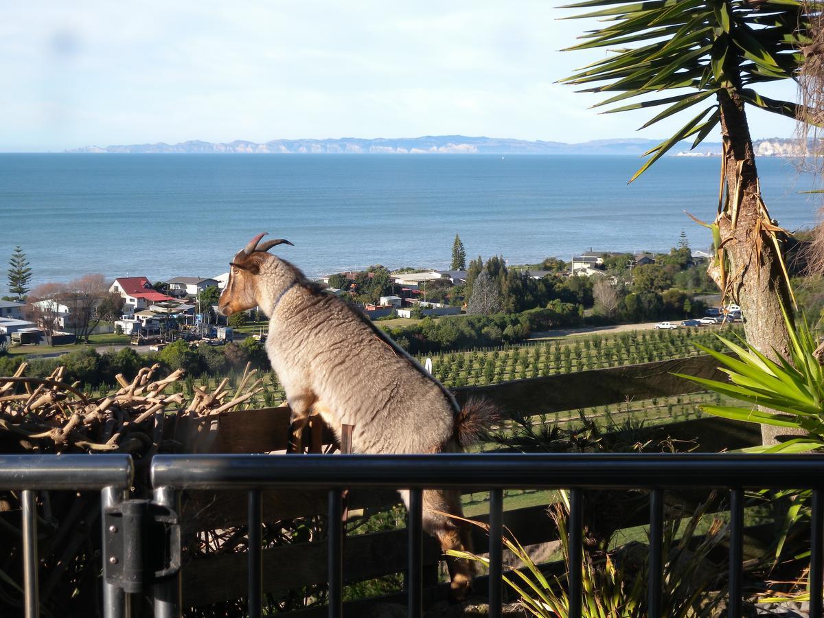 Sol Y Mar B&B Tangoio Eksteriør billede